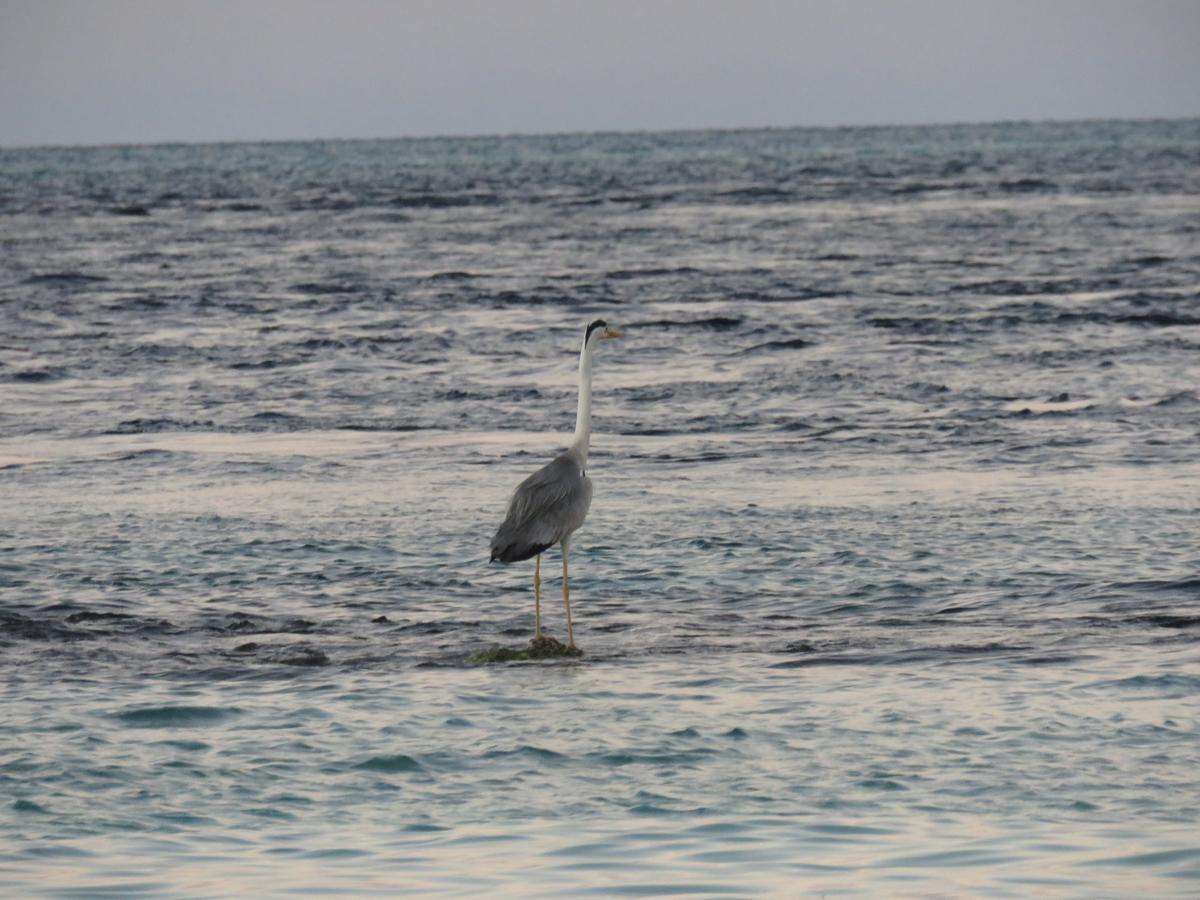 Golhaa View Inn By Tes Thulusdhoo Exteriér fotografie